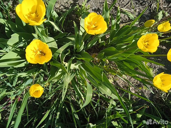Тюльпаны на срез