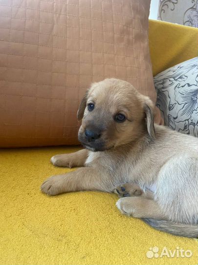 Щенки в добрые руки отдам бесплатно, некрупные