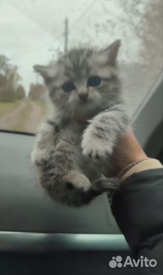Красивые котята в беде