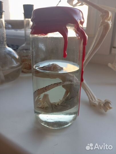 Анатомические препараты