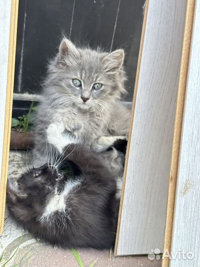 Котенок мальчик