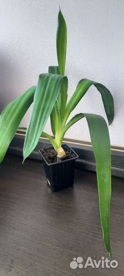 Пальма юкка