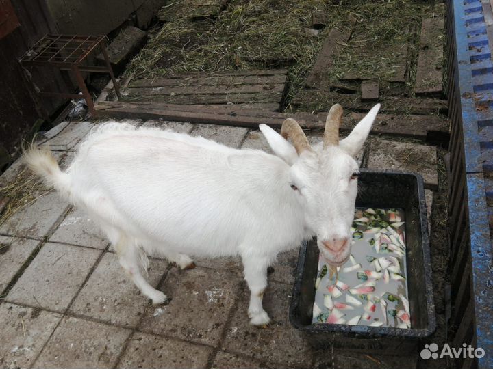 Козы дойные