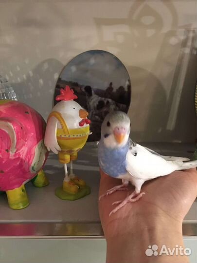 Волнистый попугай