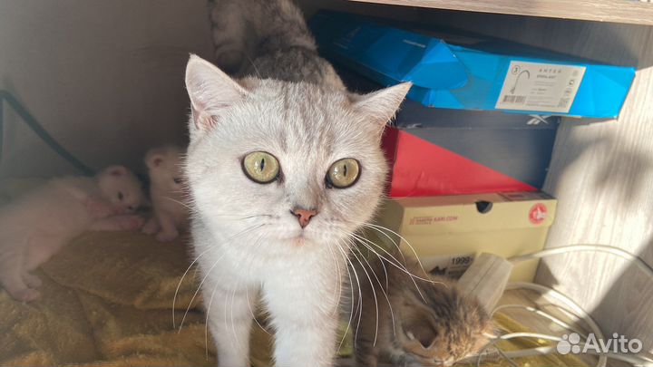 Британские котята