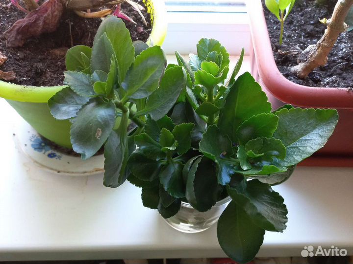 Каланхоэ отростки отдам