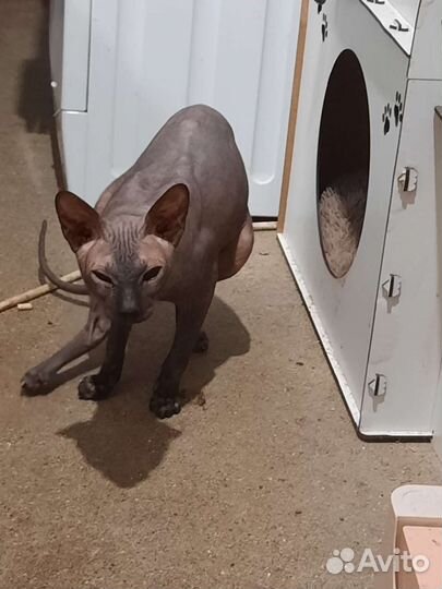 Донской сфинкс