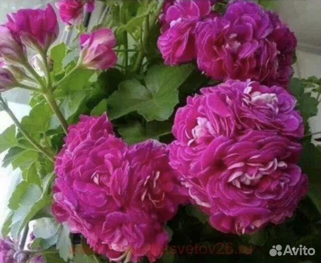 Пеларгония герань