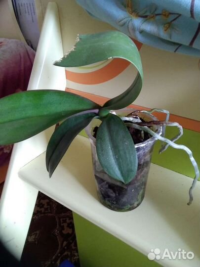 Комнатные растения