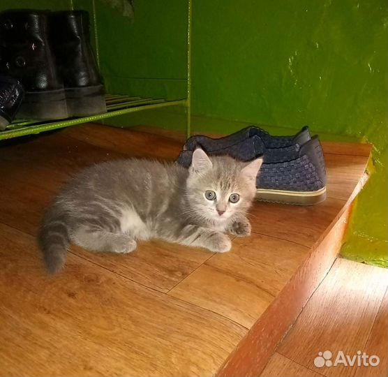 Котенок