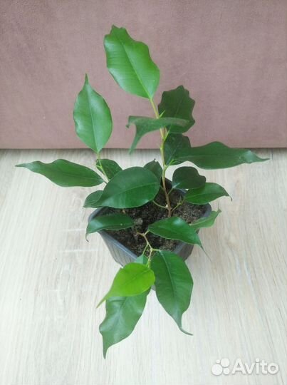 Фикус бенджамина