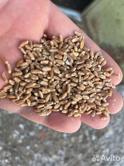 Пшеница(зерно)