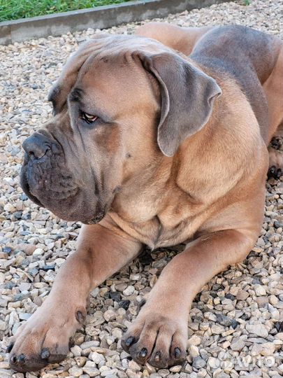 Собака для фотосессии