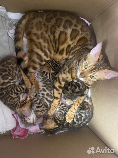 Бенгальские котята