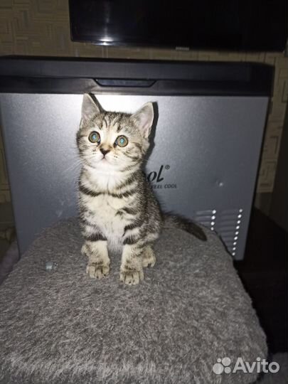 Британские котята