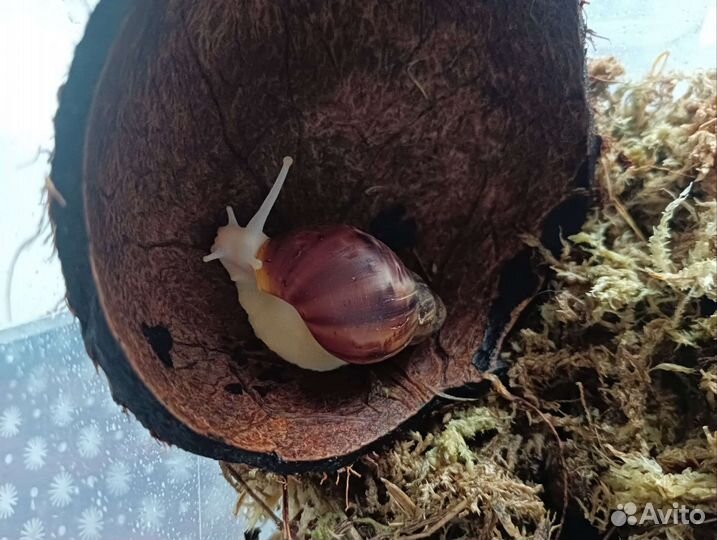 Улитята архахатины Бенин