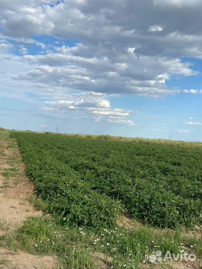 Выкуп поля с помидорами