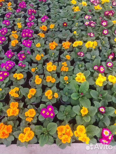 Цветы примула