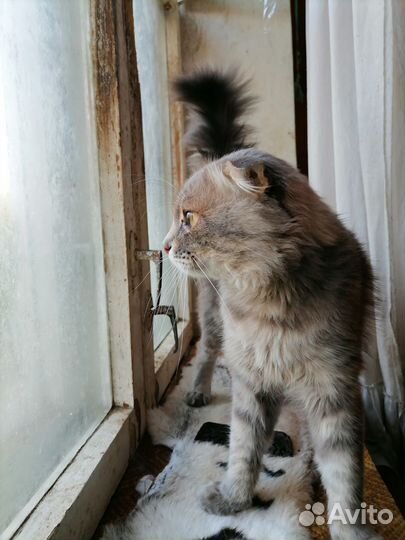 Шотландский вислоухий кот ищет дом