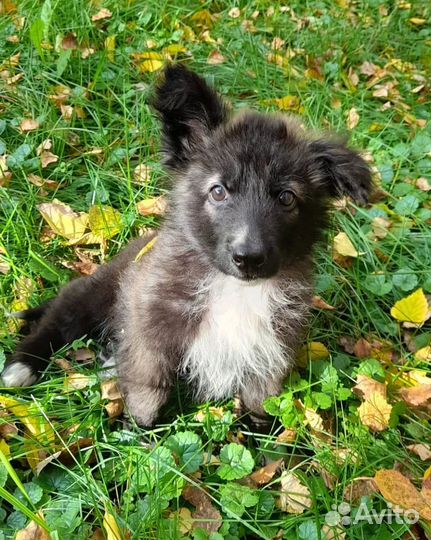 Собака в добрые руки щенок