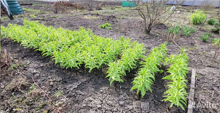 Рябчик императорский