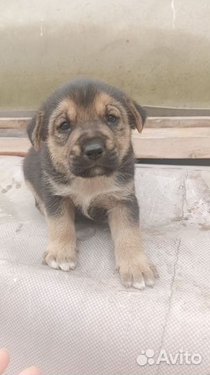 Собака в добрые руки отдам бесплатно