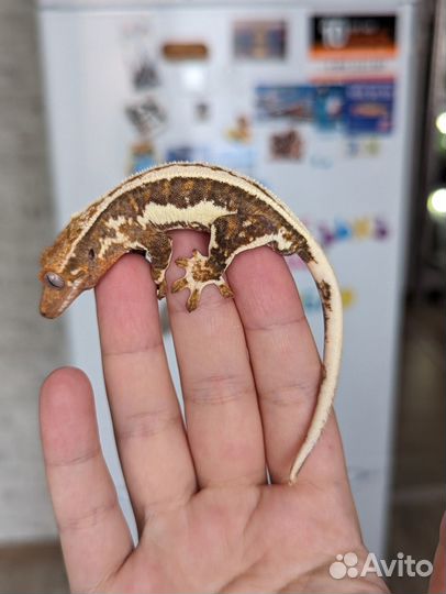 Реснитчатый бананоед