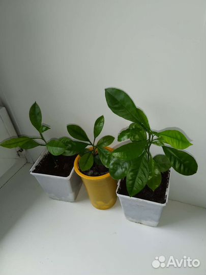 Сеянцы мандарина-каламондина