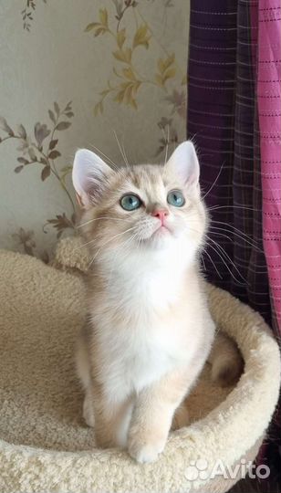 Шиншилловый котик ay11