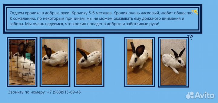 Кролик в добрые руки
