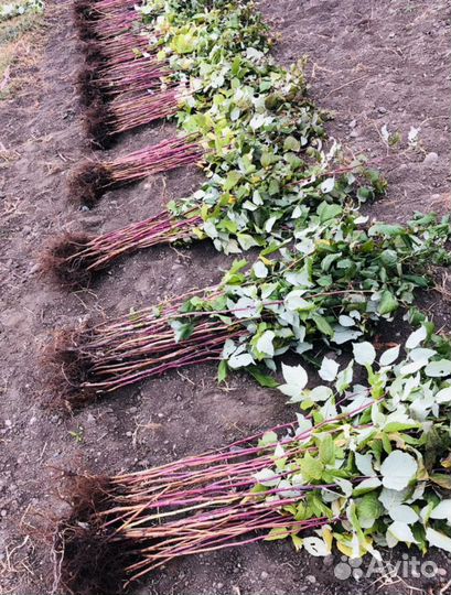 Саженцы малины сорт полька