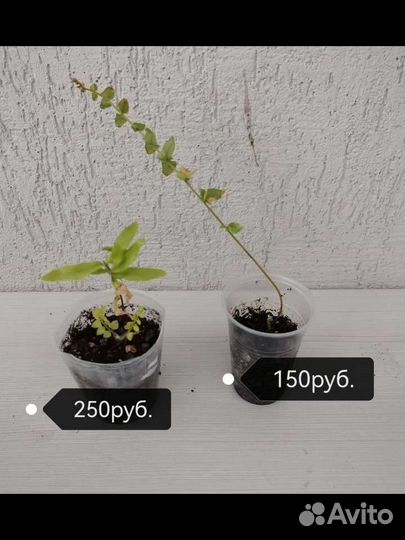 Папоротник нефролепис вариегатный