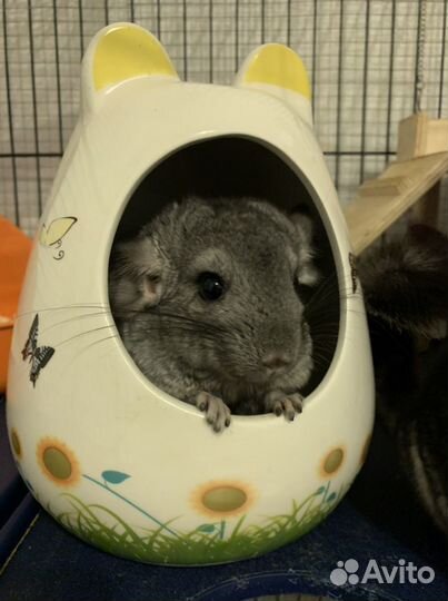 Шиншиллы в хорошие руки