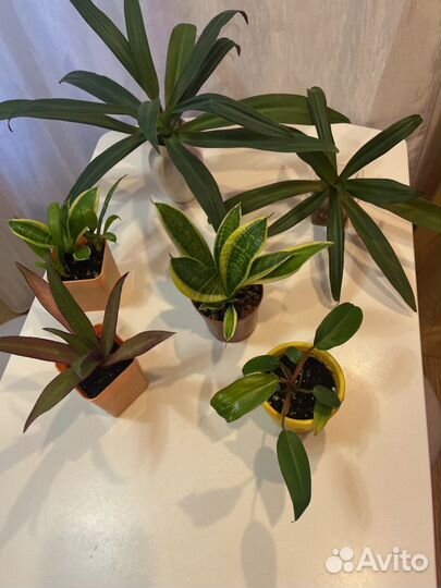 Комнатные цветы