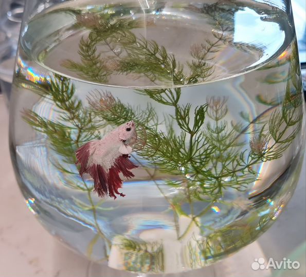 Рыбка петушок самец