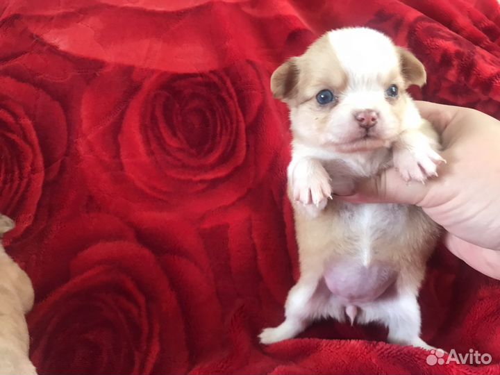 Чихуахуа девочка