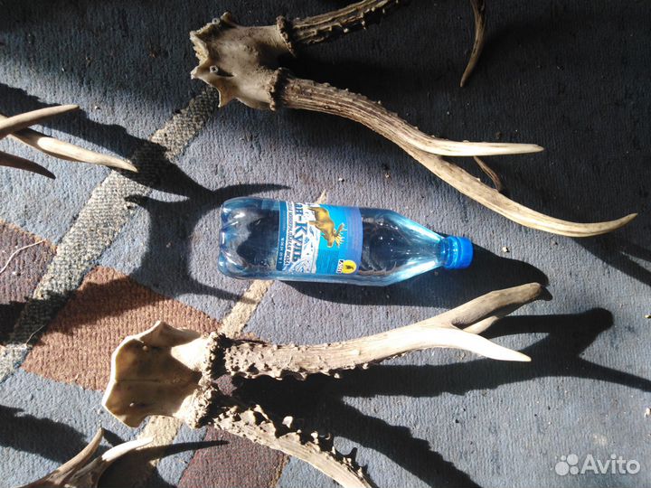 Рога косули