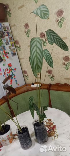 Комнатные цветы