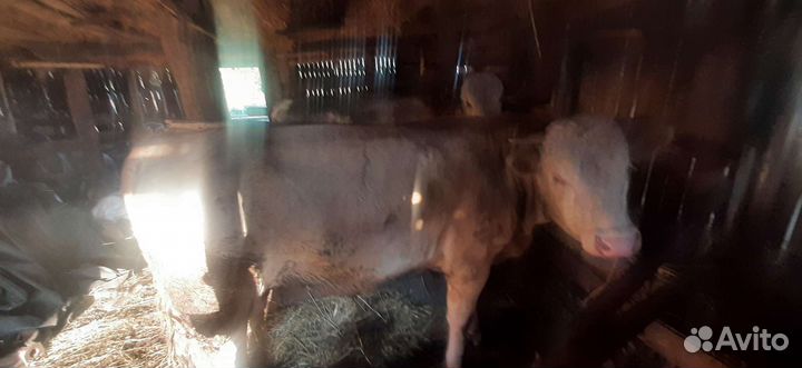 Бычки и быки