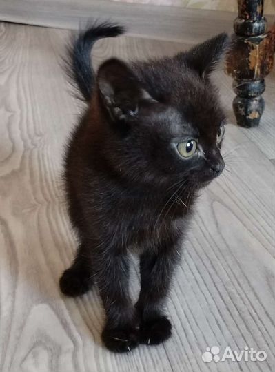 Котенок бесплатно