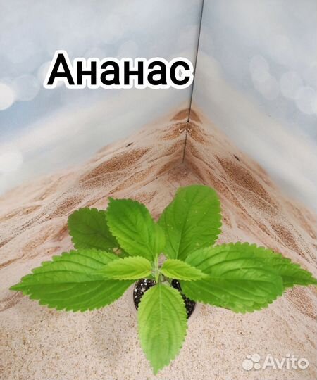 Колеус сортовой