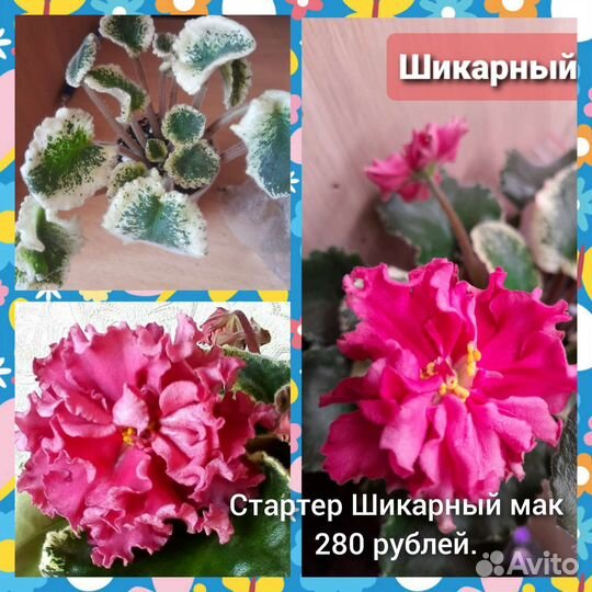 Сортовые фиалки