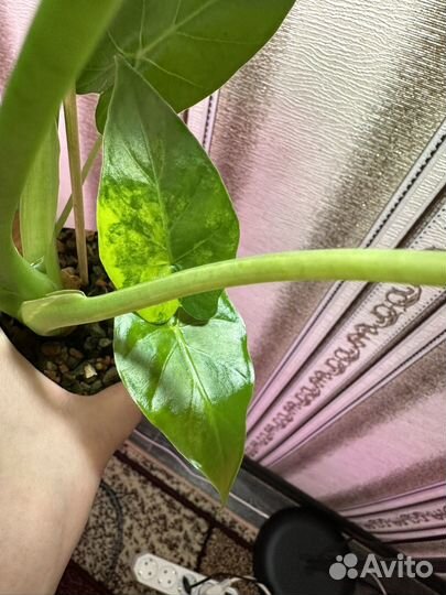 Алоказия Гагеана