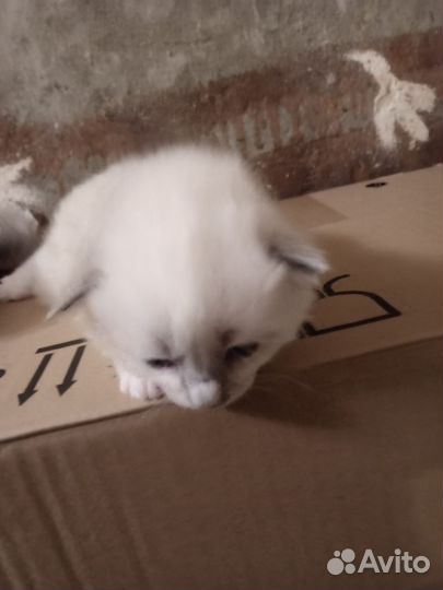 Отдам котят в добрые руки