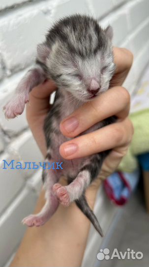 Шотландские котята ищут дом