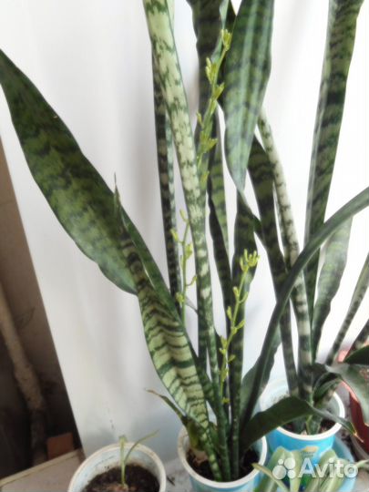 Комнатные цветы