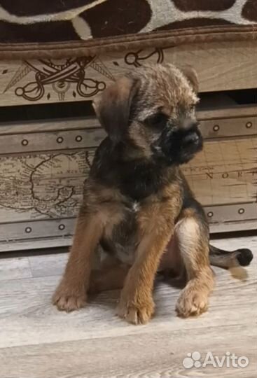 Бордеращенки