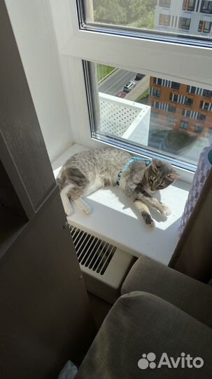 Кошка в дар бесплатно