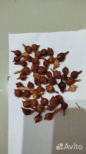 Alocasia nobilis silver