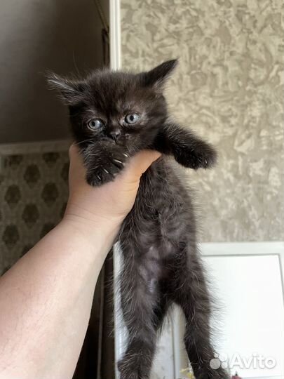 Котята девочки в добрые руки приучены к лотку